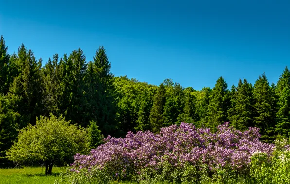 Greens, summer, the sky, grass, the sun, trees, Park, blue