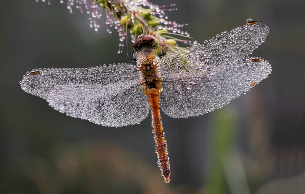 Wallpaper wings, dragonfly, drops