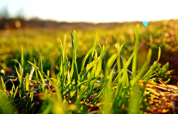 Field, the sky, the sun, macro, green, Grass, bokeh