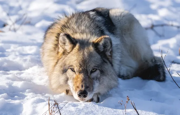 Picture lies, snow, grey, winter, wolf