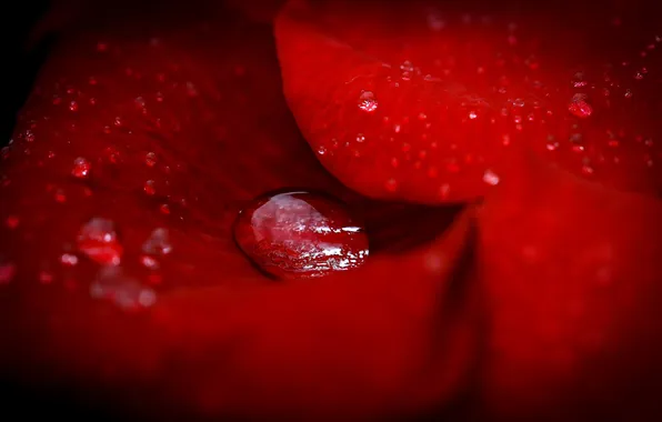 Picture flower, water, drops, Rosa, petals