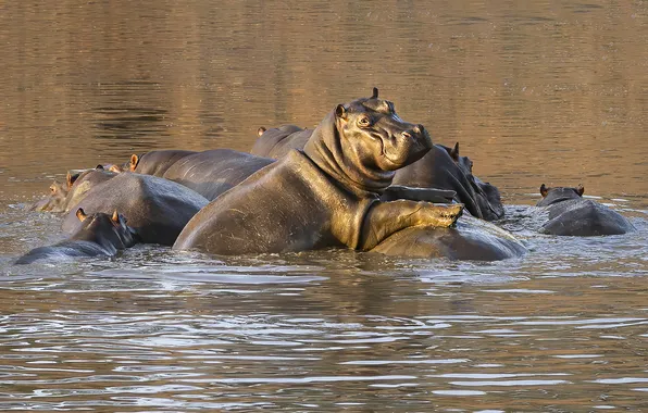 Bathing, Hippo, pond, hippos