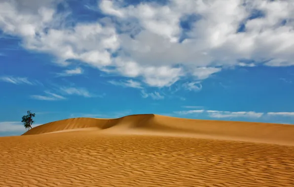 Sand, clouds, tree, dunes, Spain, Spain, Canary Islands, Canary Islands