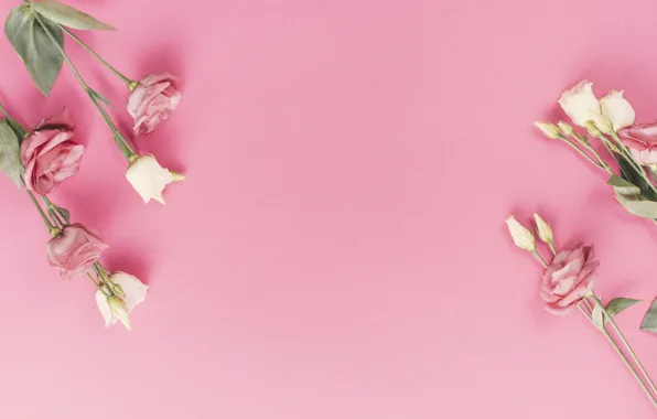 Flowers, background, buds, eustoma