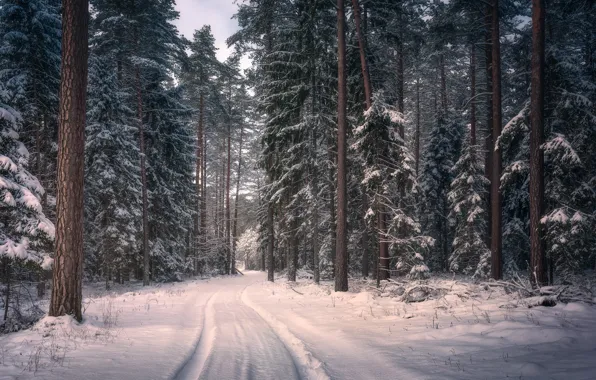Picture winter, road, forest, snow, trees, Poland, Poland, Knyszyn Forest Landscape Park