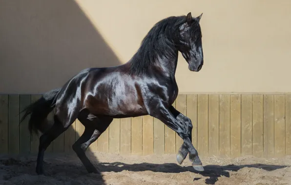 Sand, light, pose, background, wall, horse, black, horse