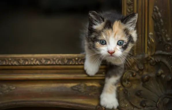 Cat, look, pose, kitty, background, frame, legs, picture