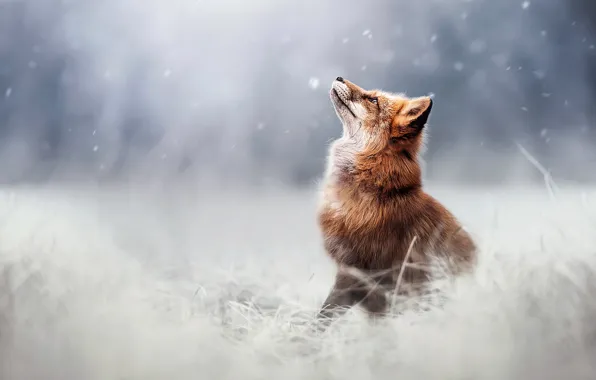 Snow, blur, Fox, red