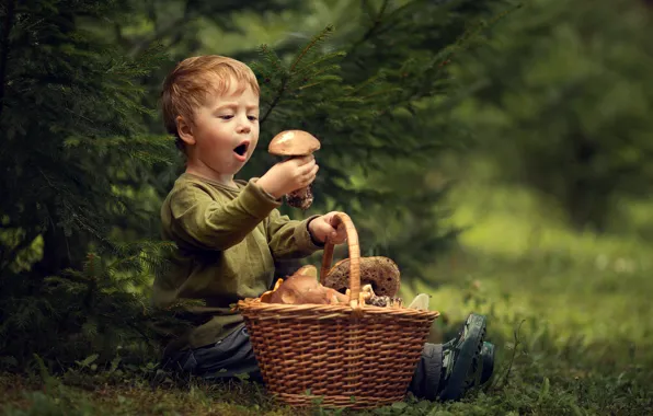 Basket, mushrooms, spruce, surprise, boy, delight