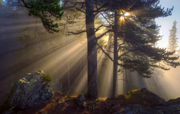 Forest, rays, light, trees, nature, stones, morning, the sun