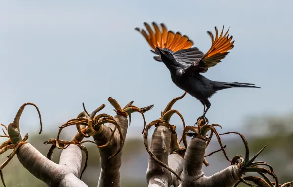 Wallpaper bird, wings, Africa, stroke for mobile and desktop, section