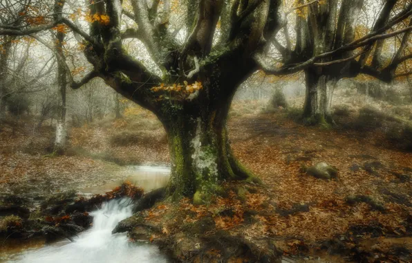 Picture forest, river, tree