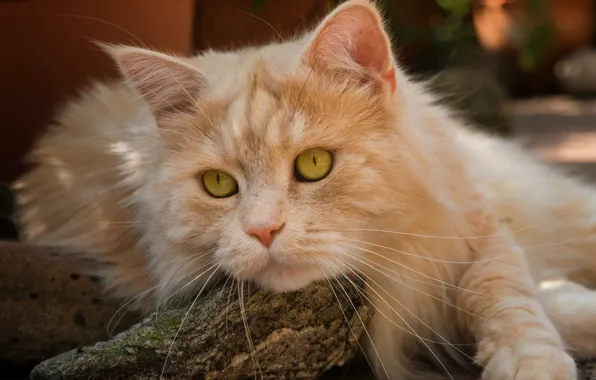 Cat, look, muzzle, red cat