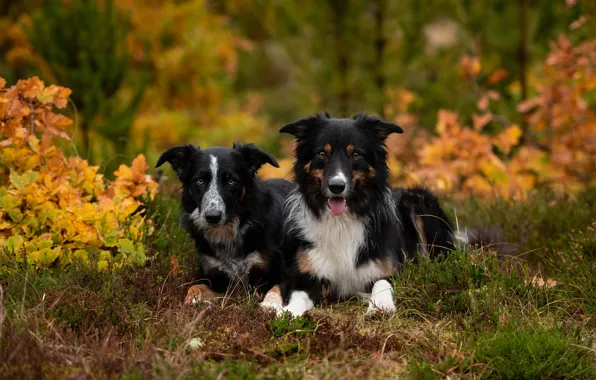 Autumn, forest, dogs, look, nature, Park, foliage, pair
