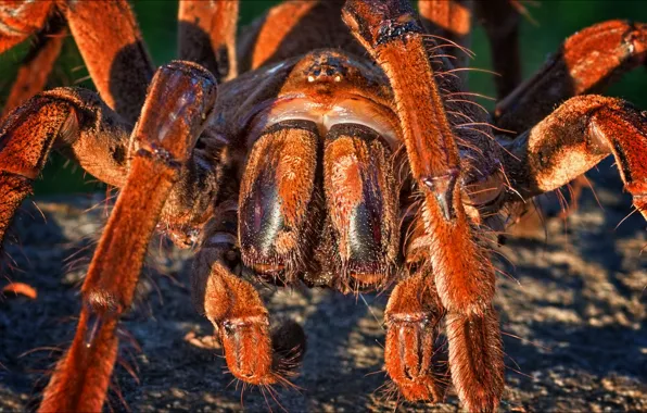 Picture macro, nature, spider, Tarantula
