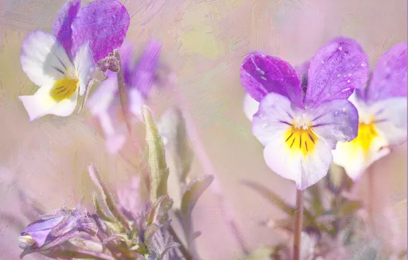Flowers, treatment, spring, Pansy, strokes, lilac, viola