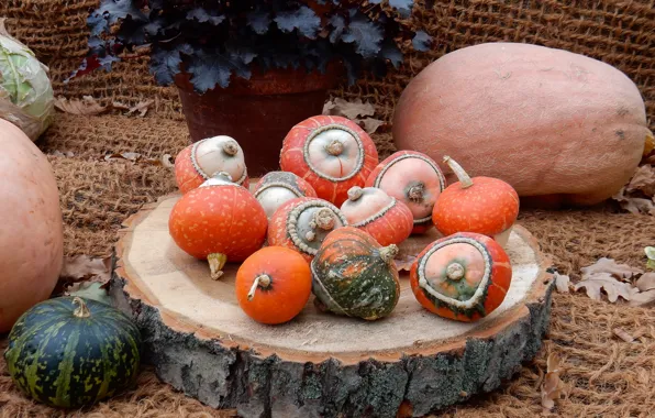 Autumn, flower, widescreen, harvest, pumpkin, pumpkin, exhibition, wallpaper