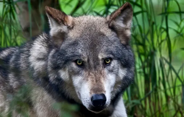 Picture eyes, look, face, nature, background, wolf, predator