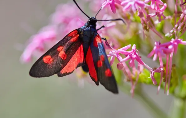 Macro, butterfly, wings, beautiful, flowers, moth, closeup