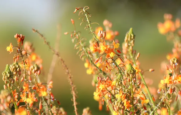 Flowers, yellow, blur, orange, field