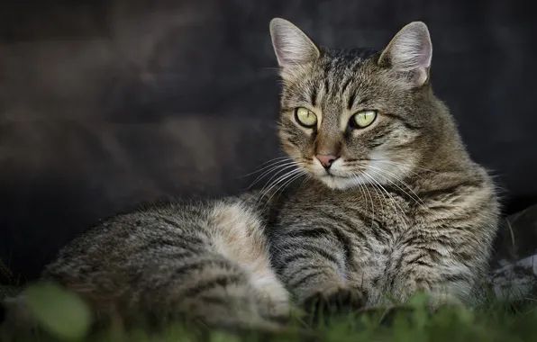 Stay, Kote, important