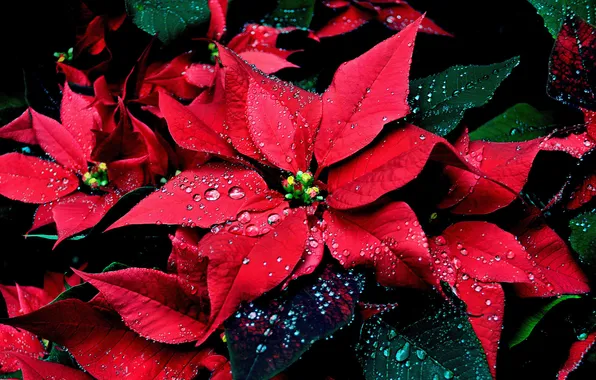 Drops, flowers, puansetiya, Christmas star