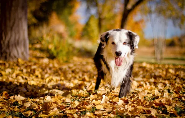 Picture autumn, each, dog