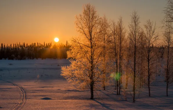 The sun, The sky, Nature, Winter, Trees, Snow, Forest, Branches