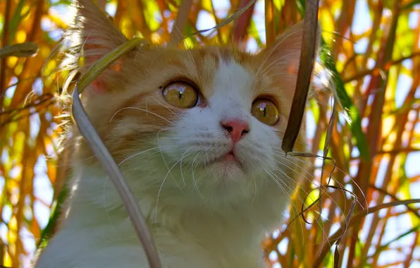 Cat, look, muzzle, cat