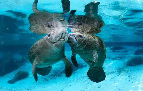 Water, river, transparent, Manatees