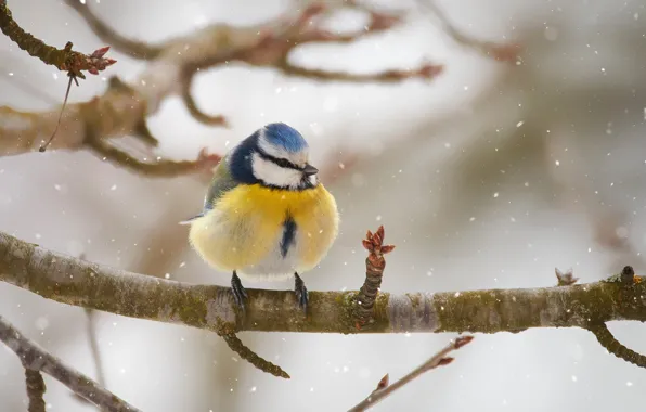Snow, branches, bird, tit, Blue tit