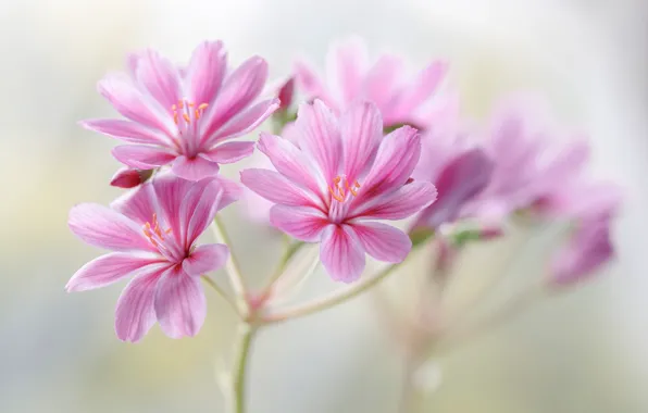 Picture flowers, pink, bokeh, Leviziya, Lewisia