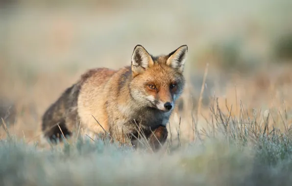 Picture grass, background, glade, Fox, walk