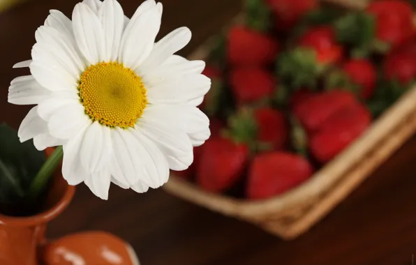 Macro, flowers, Daisy, strawberry