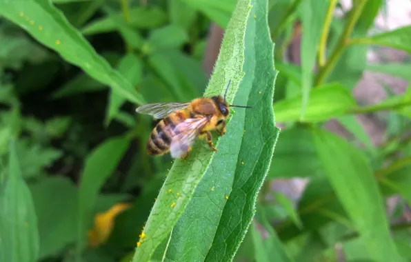 Summer, leaves, pollen, Bee, insect
