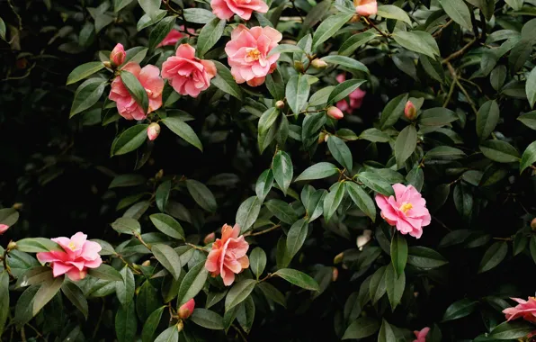 Pink, flowers, Camellia, beauitiful