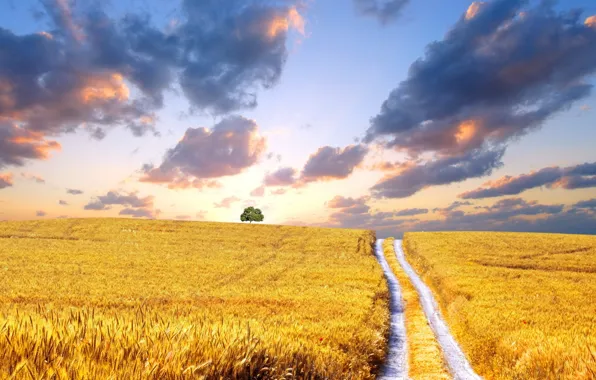 Road, field, clouds, yellow, tree