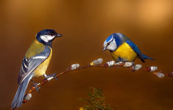 Birds, branch, spring, a couple, Verba, tit, Tits, two birds