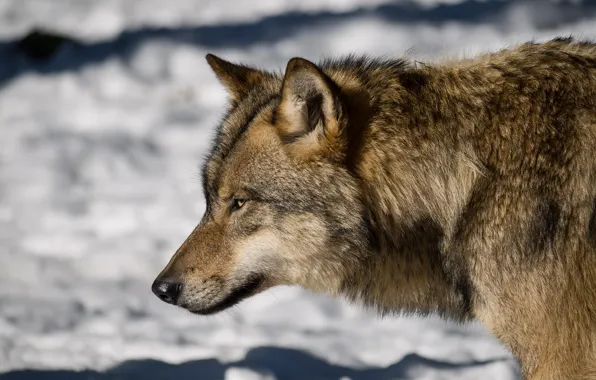 Picture look, face, wolf, profile