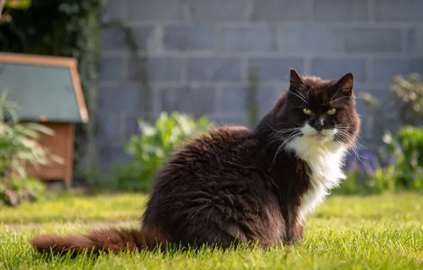 Greens, cat, summer, grass, cat, look, face, nature