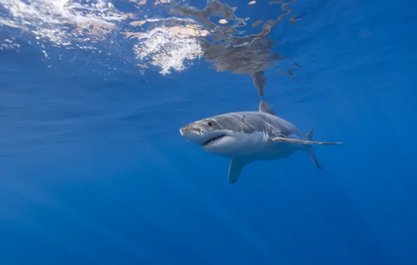 Wallpaper shark, fish, sea