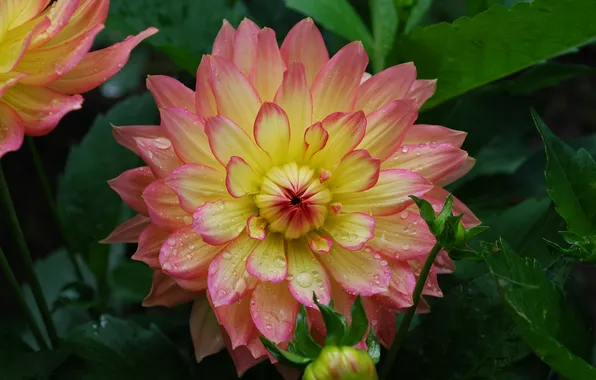 Picture flower, leaves, drops, flowering, Dahlia, pink-yellow