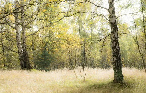 Autumn, forest, grass, birch