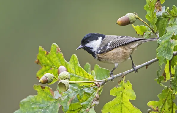 Bird, branch, acorns, oak, tit
