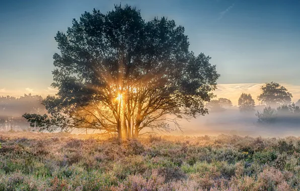 Dawn, morning, Netherlands, Holland, National Park, Nijverdal, Overyssel