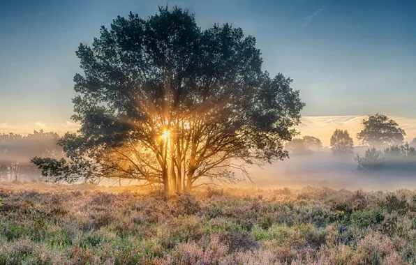 Dawn, morning, Netherlands, Holland, national park, Nijverdal, Overyssel