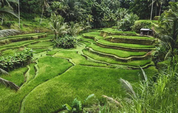 Nature, Indonesia, Palm trees, Field, Landscape