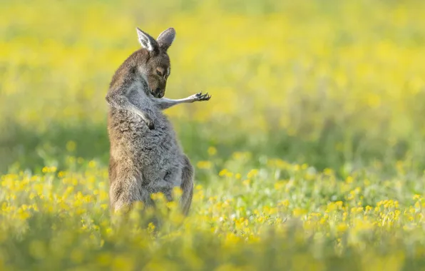 Animal, kangaroo, plays the guitar