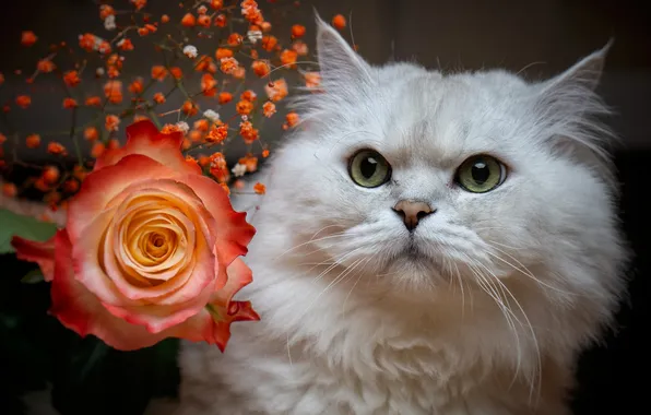 Rose, Cat, British