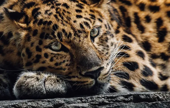 Picture look, face, leopard, wild cat